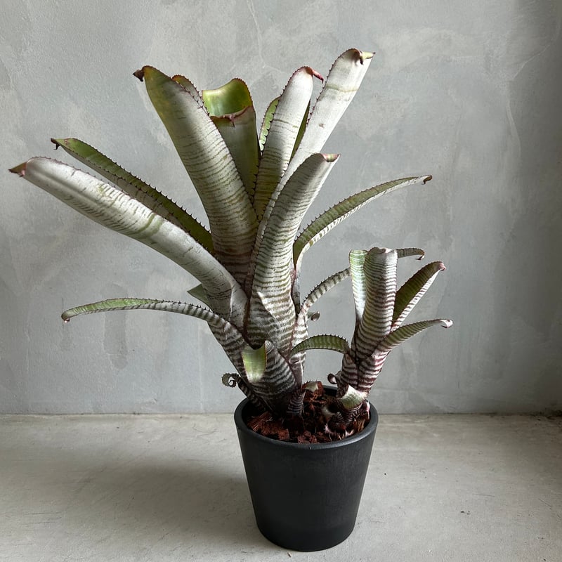 エクメア ヌディカウリス“フロスティーザスノーマン” | ソレトナ植物店