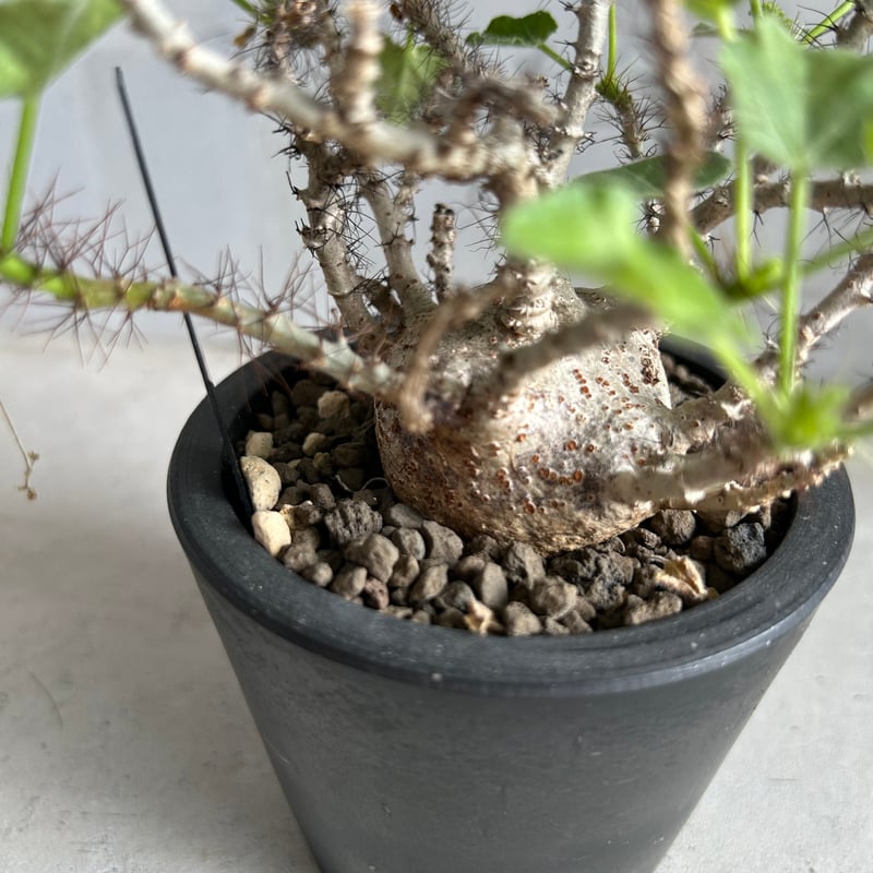 ヤトロファ マルギナータ | ソレトナ植物店