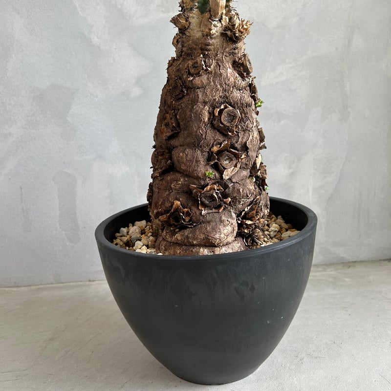 抜き苗 ユーフォルビア ムランジーナ 発根済み 抜き苗 ユーフォルビア ムランジーナ 発根済み ユーフォルビア