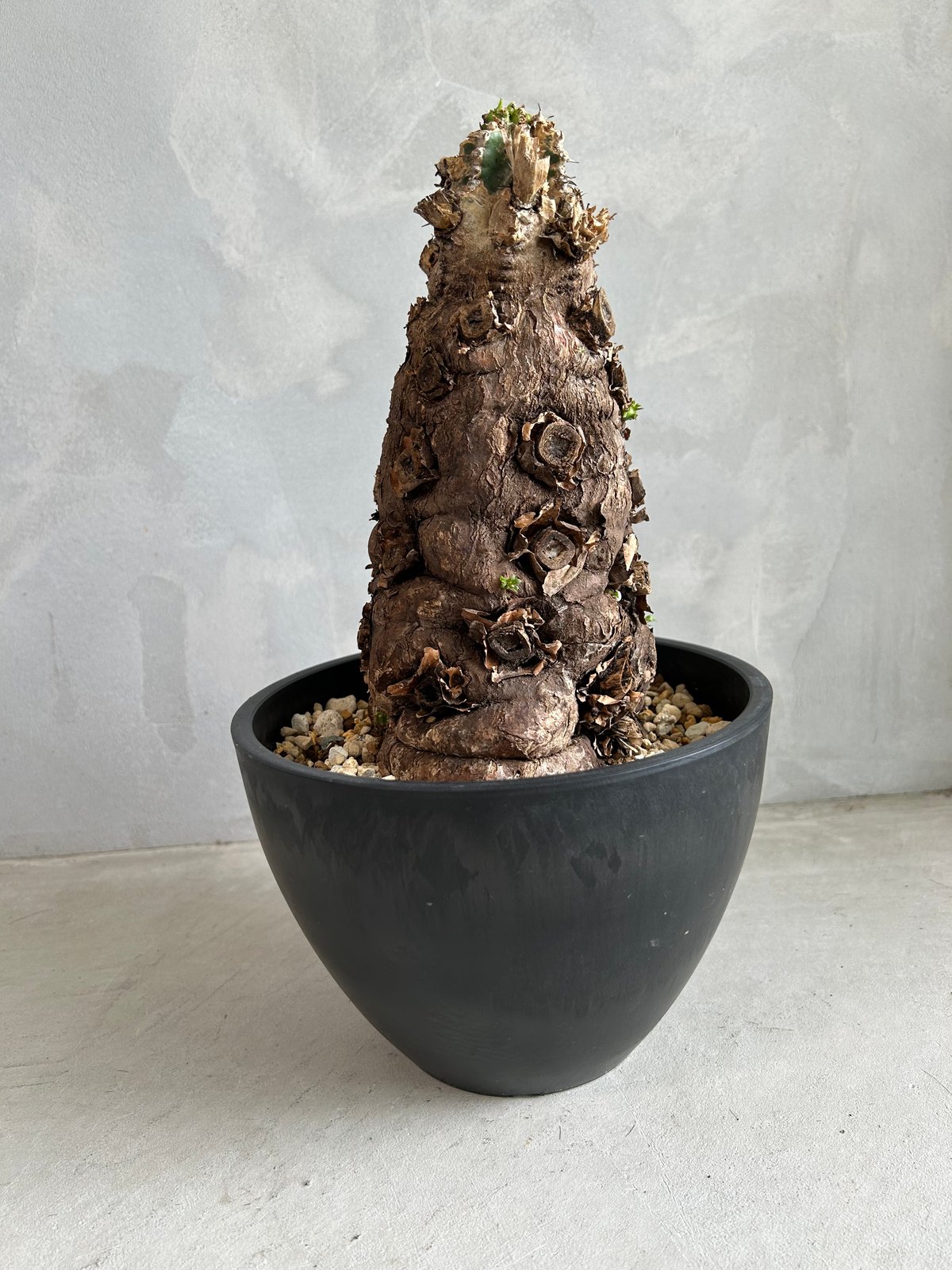 れ*ん様 ユーフォルビア　ムランジーナ　大株　新芽展開有　植え込み済み れ*ん様 ユーフォルビア ムランジーナ 大株 新芽展開有 植え込み済み