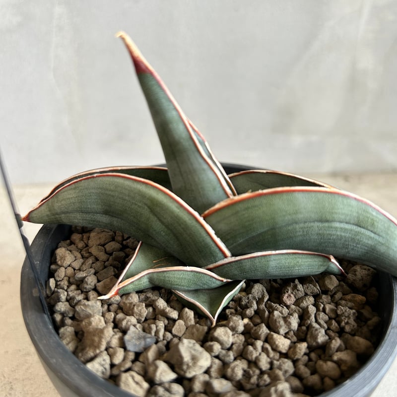 サンセベリア ロリダ | ソレトナ植物店