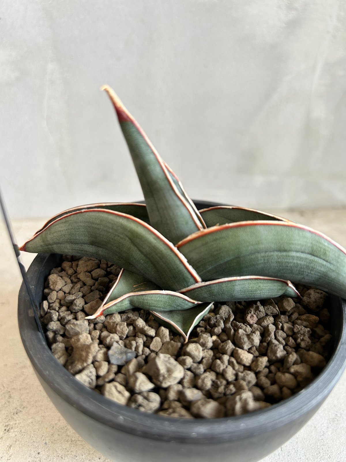 サンセベリア ロリダ | ソレトナ植物店