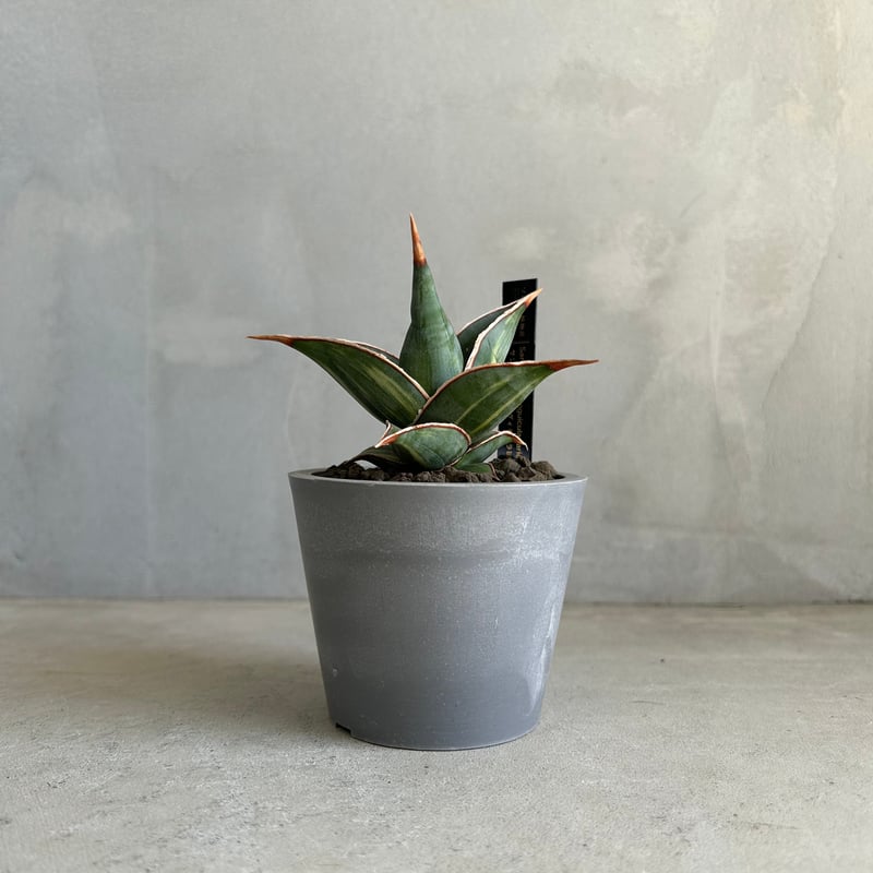 サンセベリア ピングイキュラ 斑入り | ソレトナ植物店