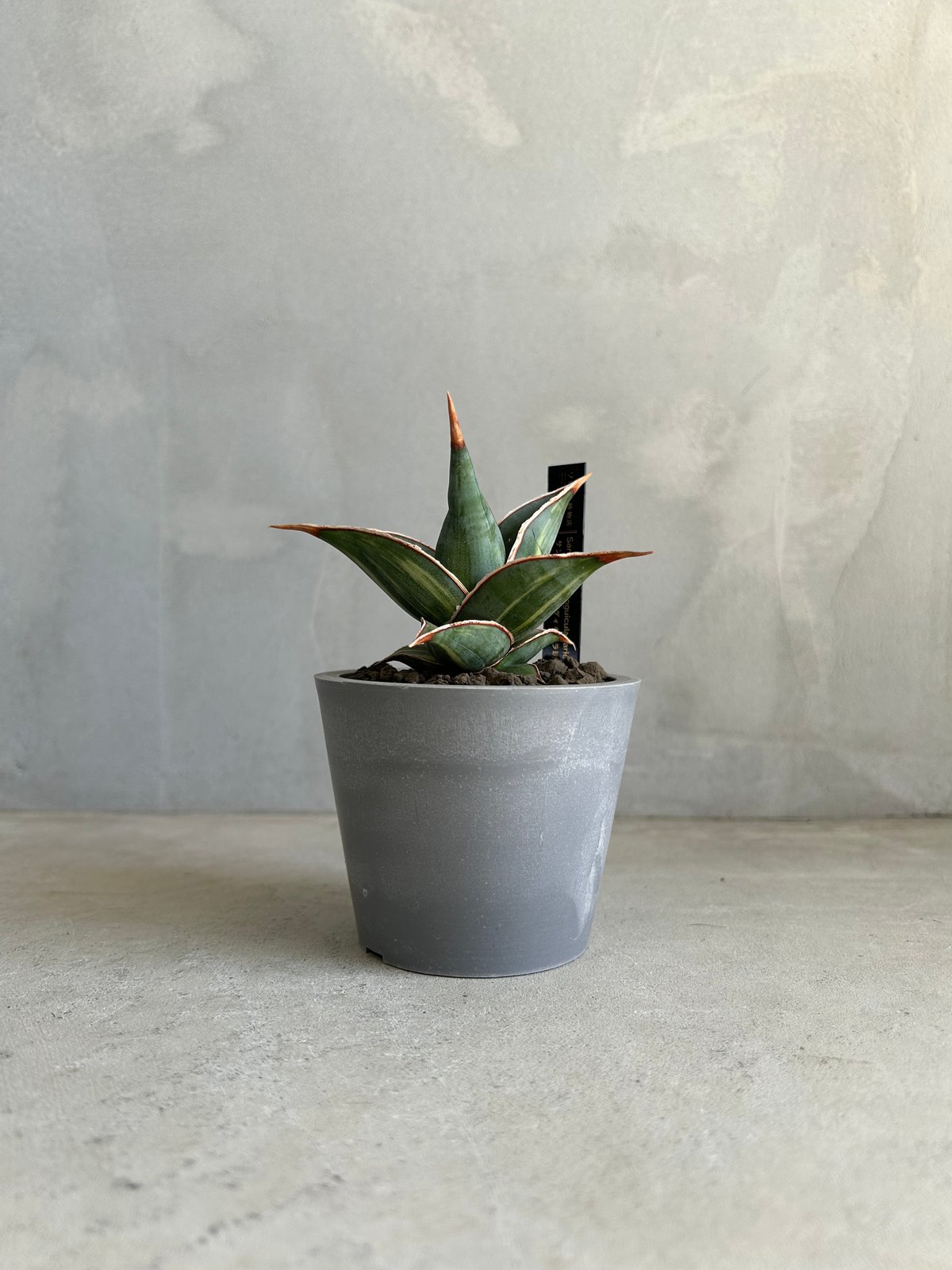 サンセベリア ピングイキュラ 斑入り | ソレトナ植物店