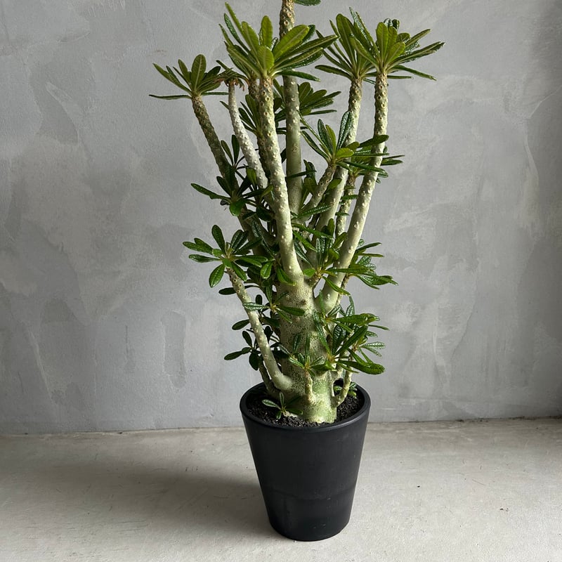 ドルステニア ギガス (挿木株) | ソレトナ植物店