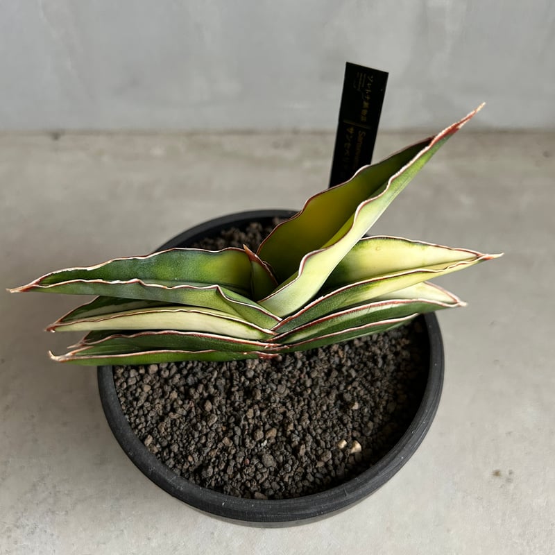 超希少　サンセベリア　ロブスター サンセベリア ロブスター 斑入り | ソレトナ植物店