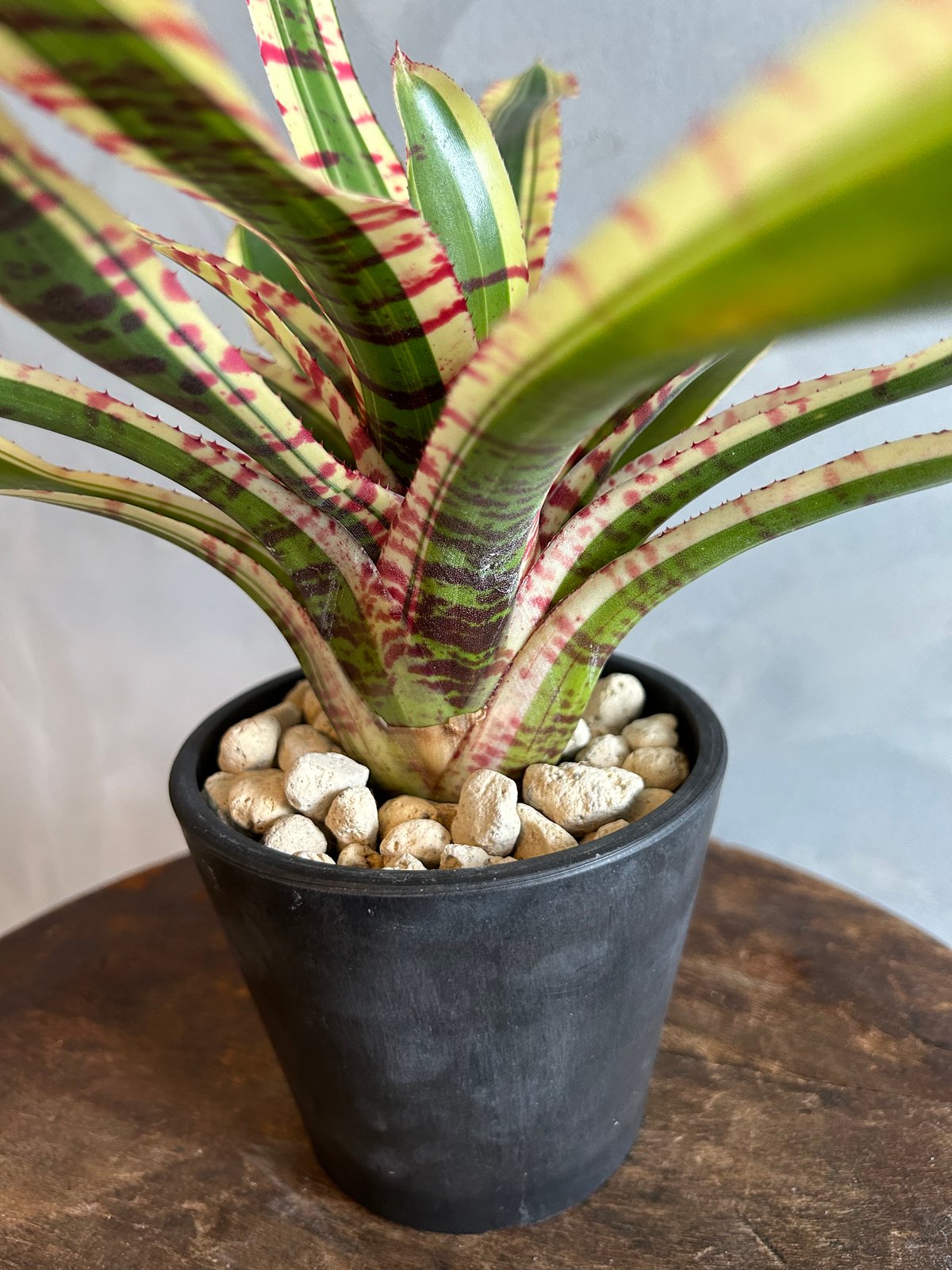 観葉植物/ネオレゲリア：ワイルドラビット 3号