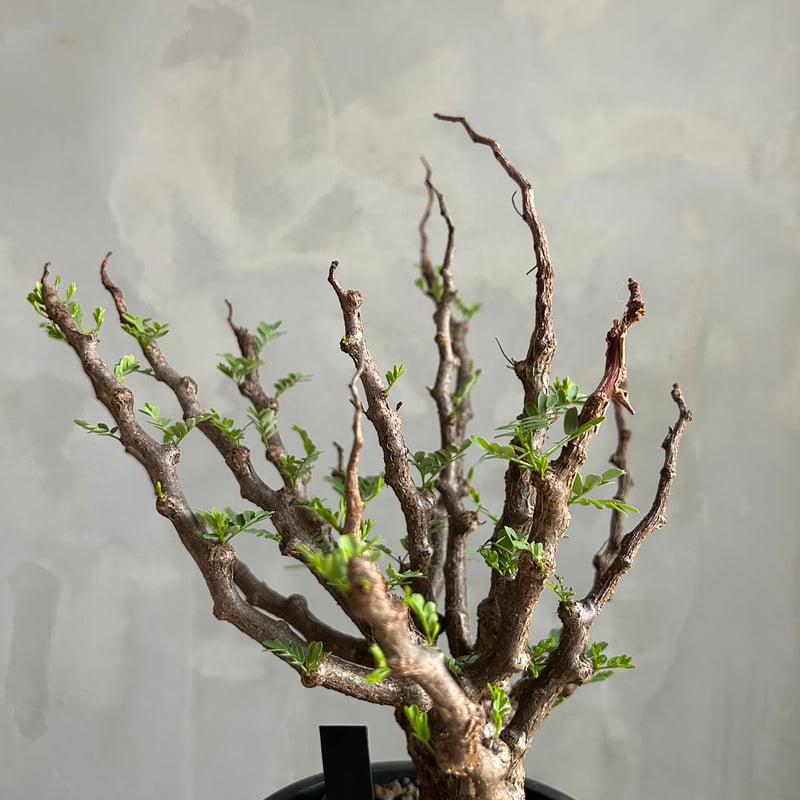 センナ メリディオナリス(実生) | ソレトナ植物店