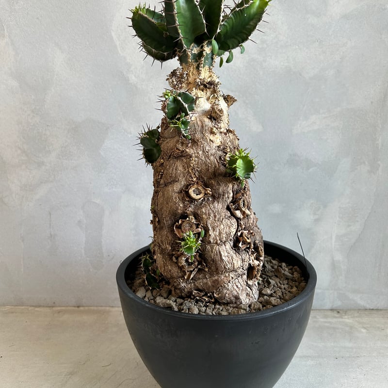 ユーフォルビア ムランジーナ (発根済み) | ソレトナ植物店