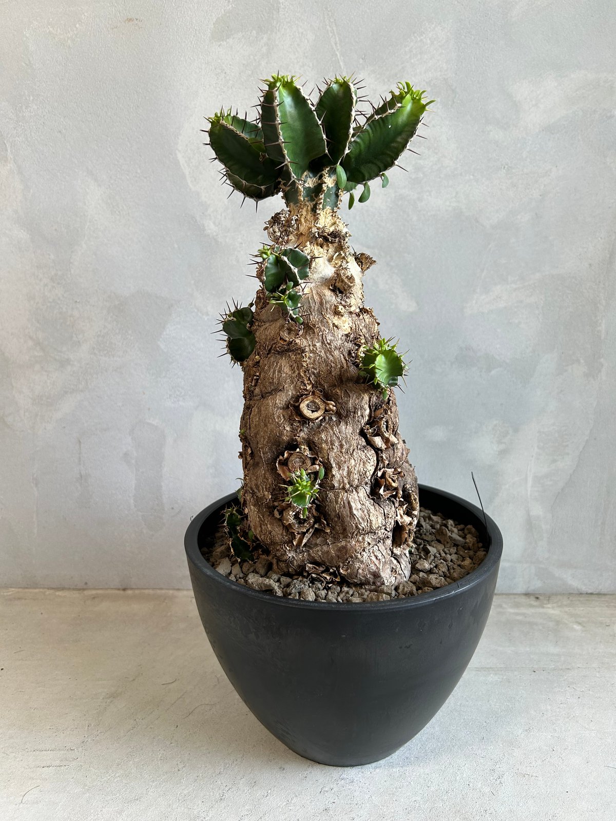ユーフォルビア ムランジーナ (発根済み) | ソレトナ植物店