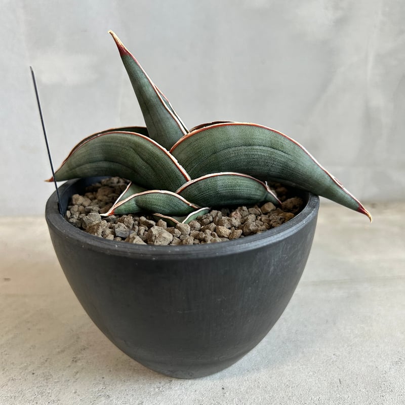 サンセベリア ロリダ | ソレトナ植物店