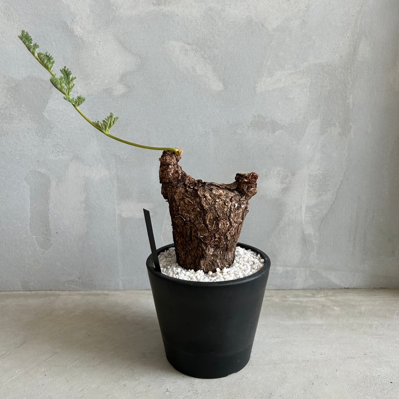 冬型セール中！　ペラルゴニウム　トリステ ペラルゴニウム トリステ | STELLA.PLANTS