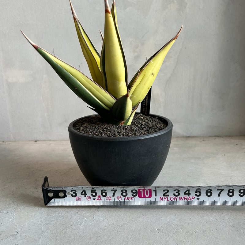 サンセベリア ピングイキュラ 斑入り | ソレトナ植物店