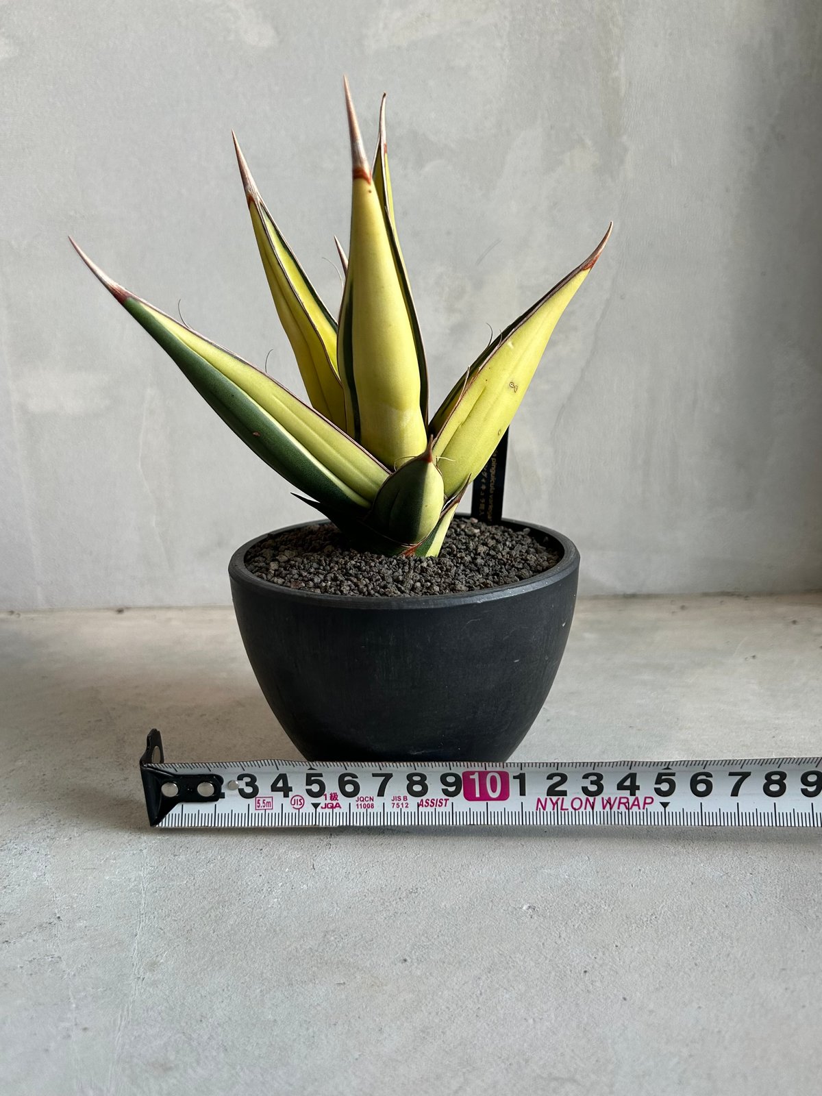 サンセベリア ピングイキュラ 斑入り | ソレトナ植物店