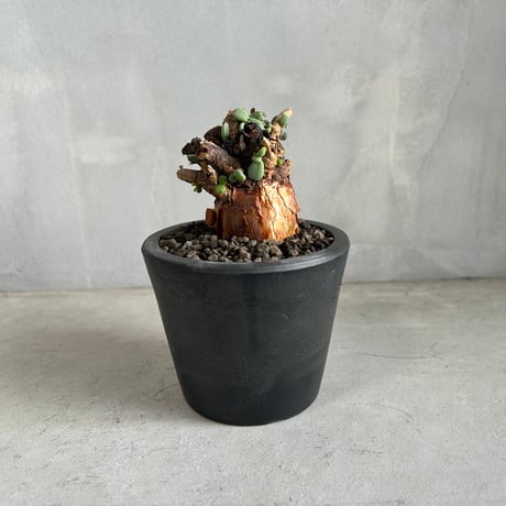 ケラリアピグマエア | STORES