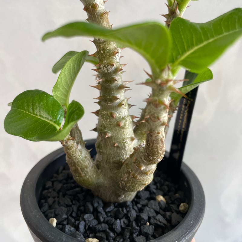 パキポディウム・ウィンゾリー タイ実生 パキポディウム ウィンゾリー(タイ実生苗) | ソレトナ植物店