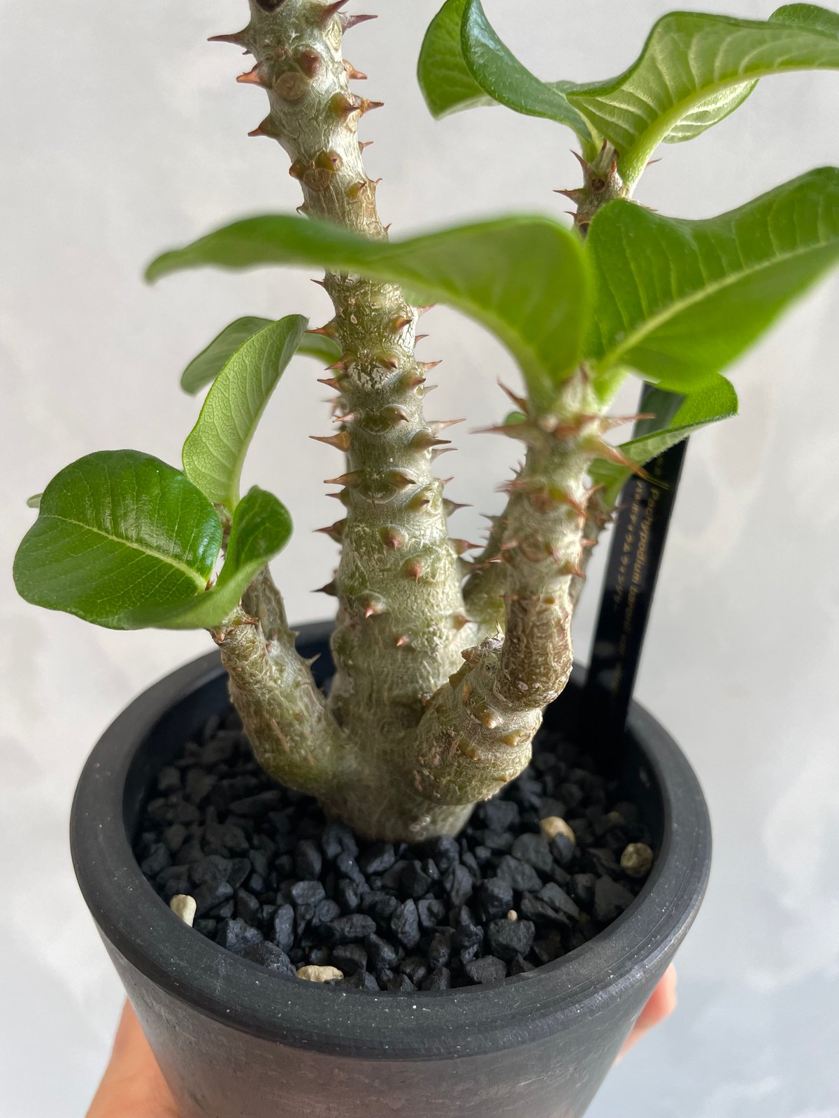 パキポディウム・ウィンゾリー タイ実生 パキポディウム ウィンゾリー(タイ実生苗) | ソレトナ植物店
