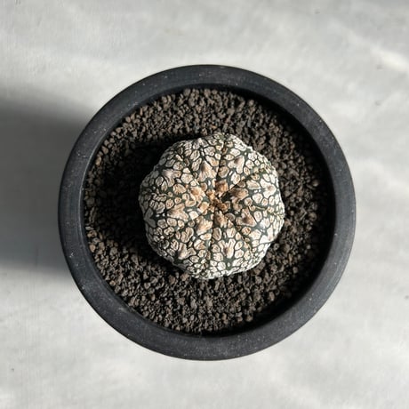 ITEM | ソレトナ植物店 ITEM | ソレトナ植物店