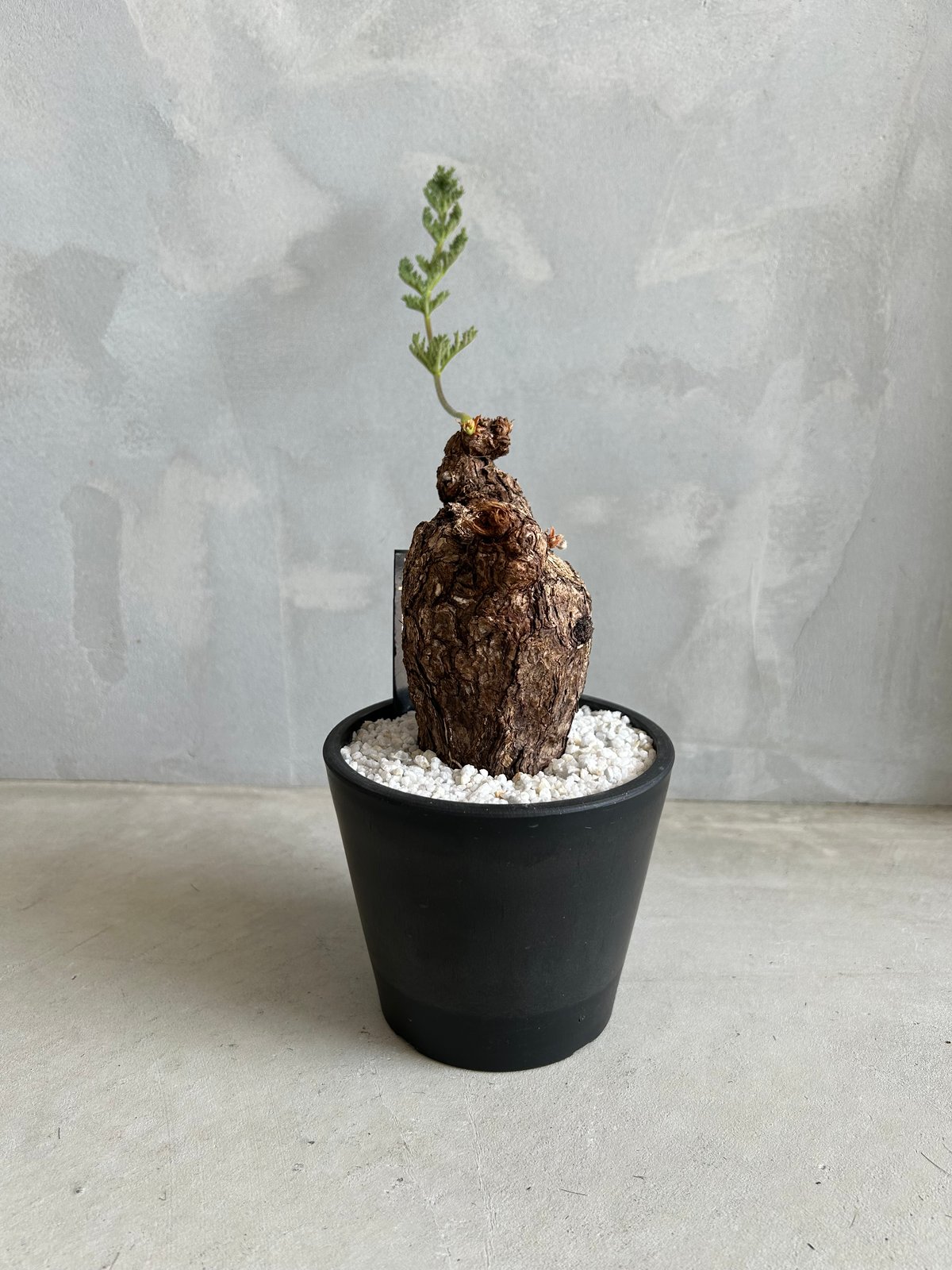 ペラルゴニウム※トリステ トリステの葉がだいぶ茂ってました🪴 徒長もしてなさそうで良い