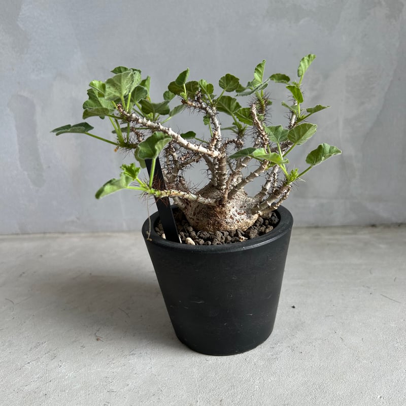 【管理良好】ヤトロファ　マルギナータ（塊根植物）ODDROOTS管理株 管理良好】ヤトロファ マルギナータ（塊根植物）ODDROOTS管理株