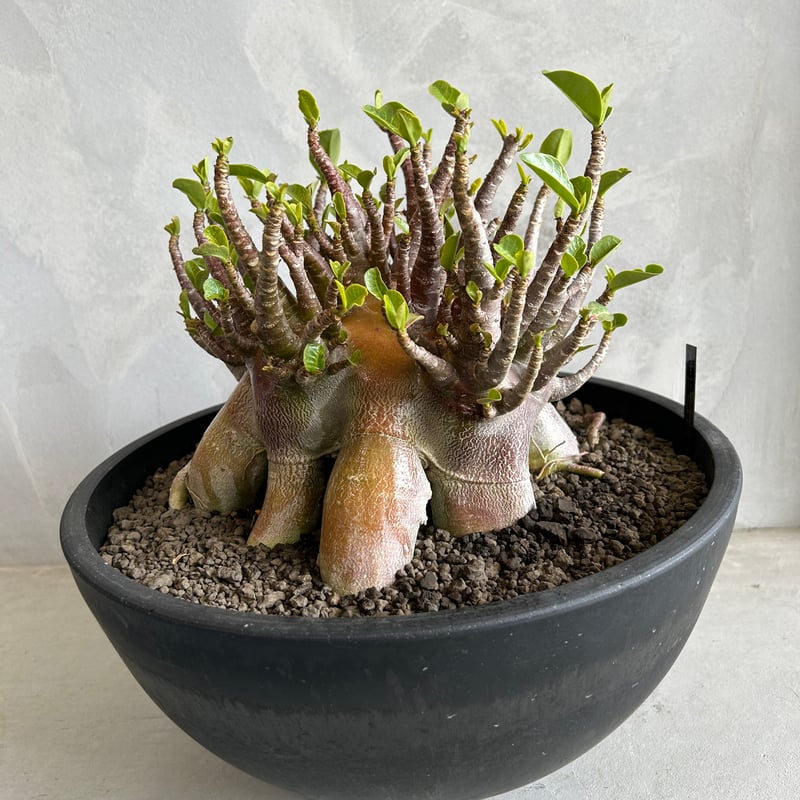 じぇむ アデニウム アラビカム スーパーレッド A-2 鉢植え じぇむ様 専用 アデニウム アラビカム スーパーレッド A-2 鉢植え