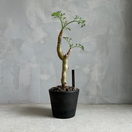 ペラルゴニウムクリズミフォリウム | STORES