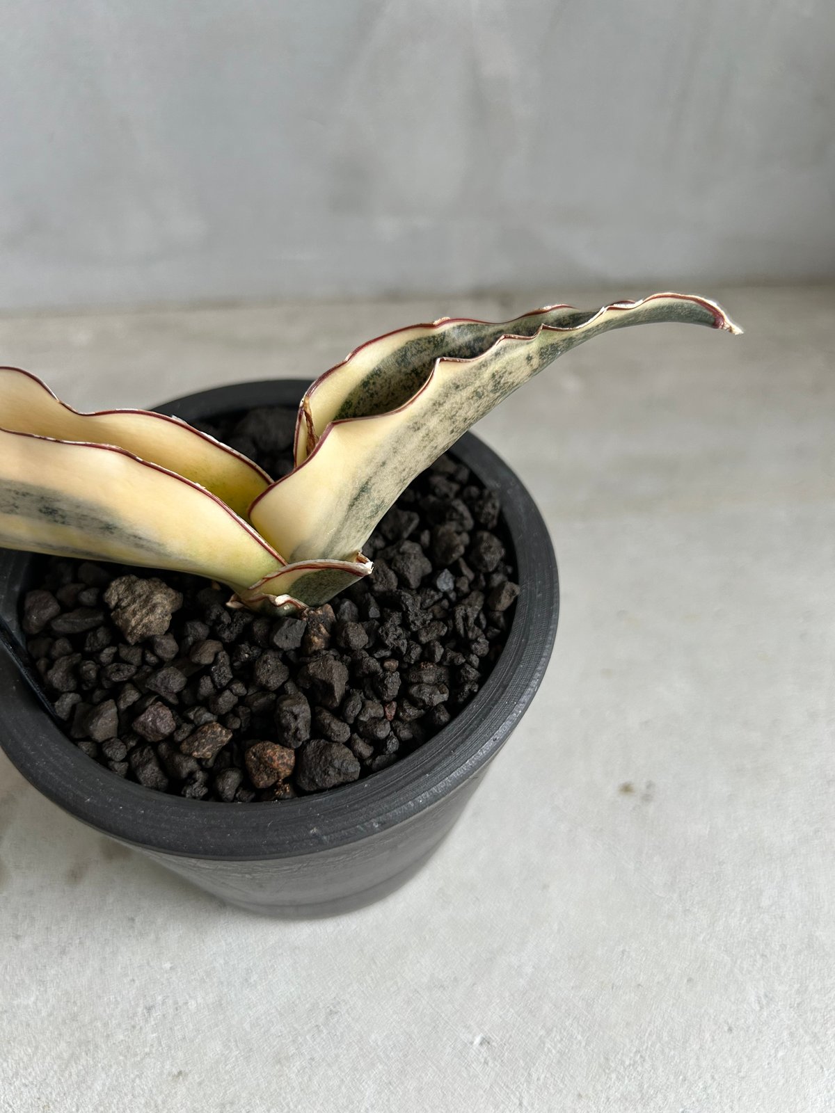 サンセベリア キルキーコパトーン 斑入り | ソレトナ植物店