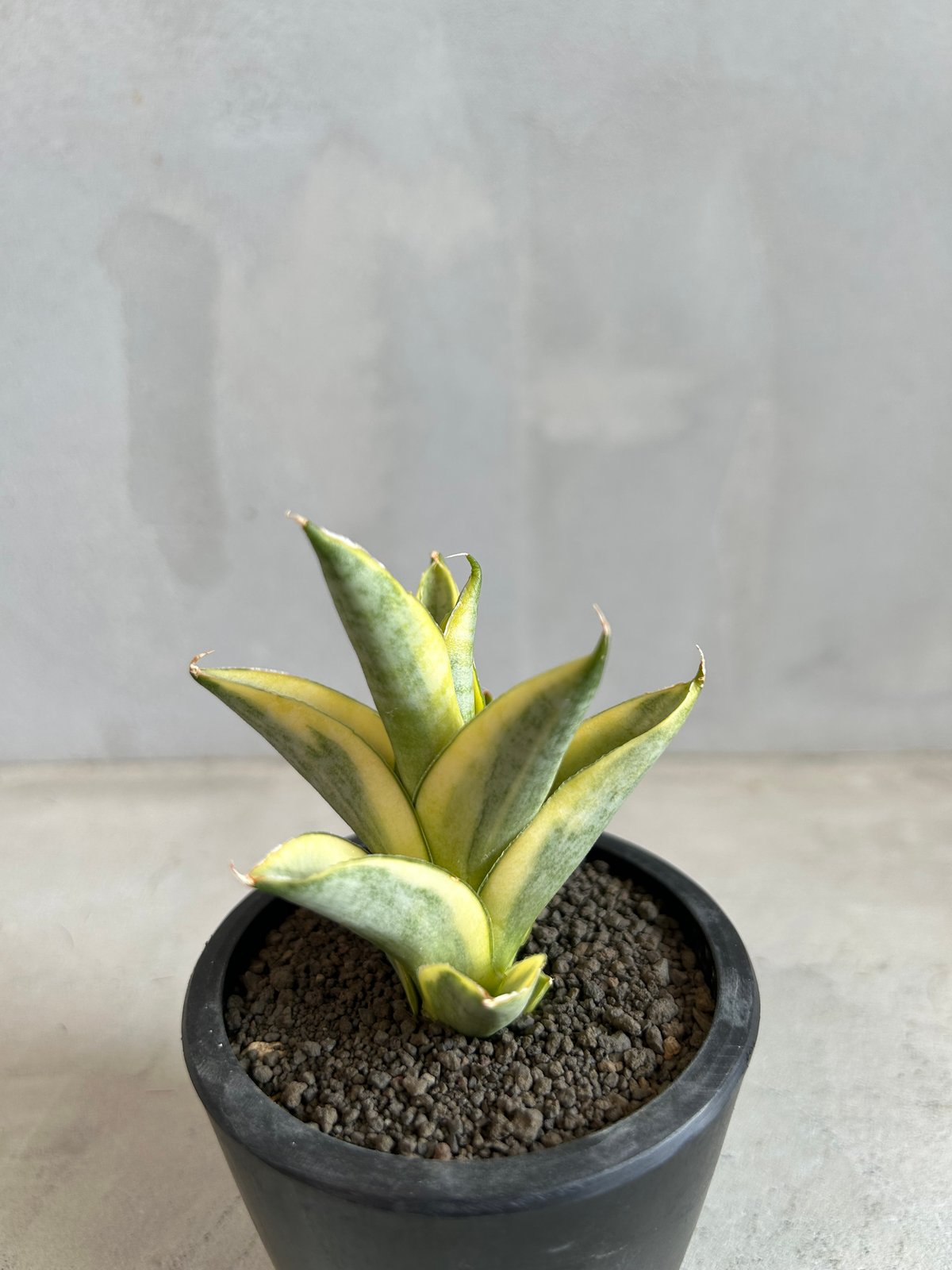 サンセベリア パゴダ 斑入り | ソレトナ植物店