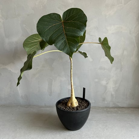 フィカス　ペティオラリス 売約済】フィカス ペティオラリス 【公式通販】