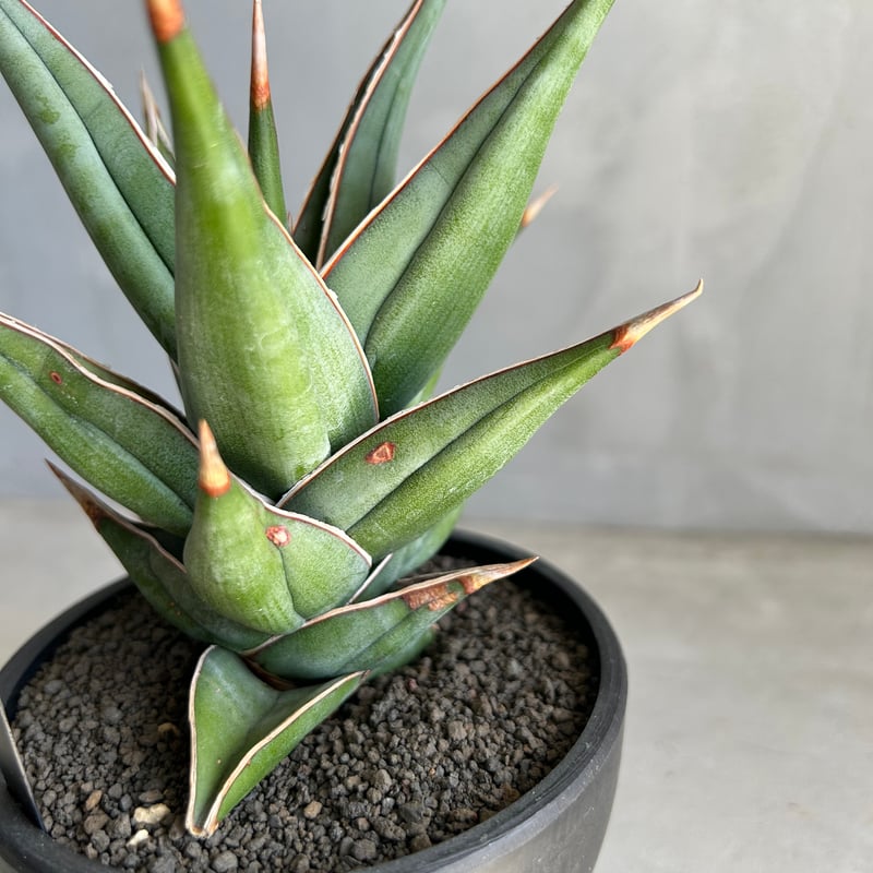 サンセベリア ピングイキュラ 斑入り | ソレトナ植物店