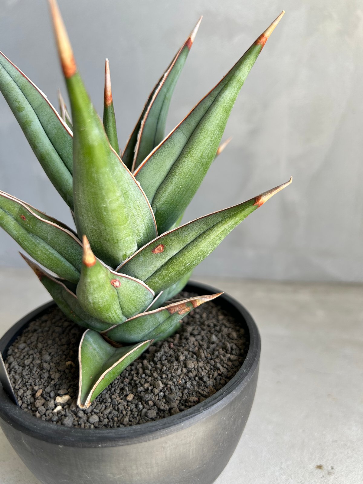 サンセベリア ピングイキュラ 斑入り | ソレトナ植物店