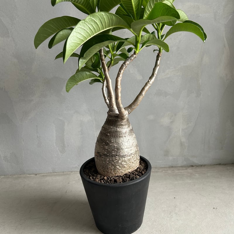 パキポディウム デカリー | ソレトナ植物店