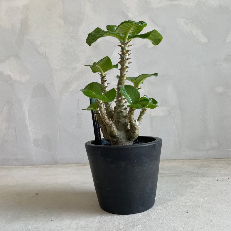 パキポディウム ウィンゾリー(タイ実生苗) | ソレトナ植物店