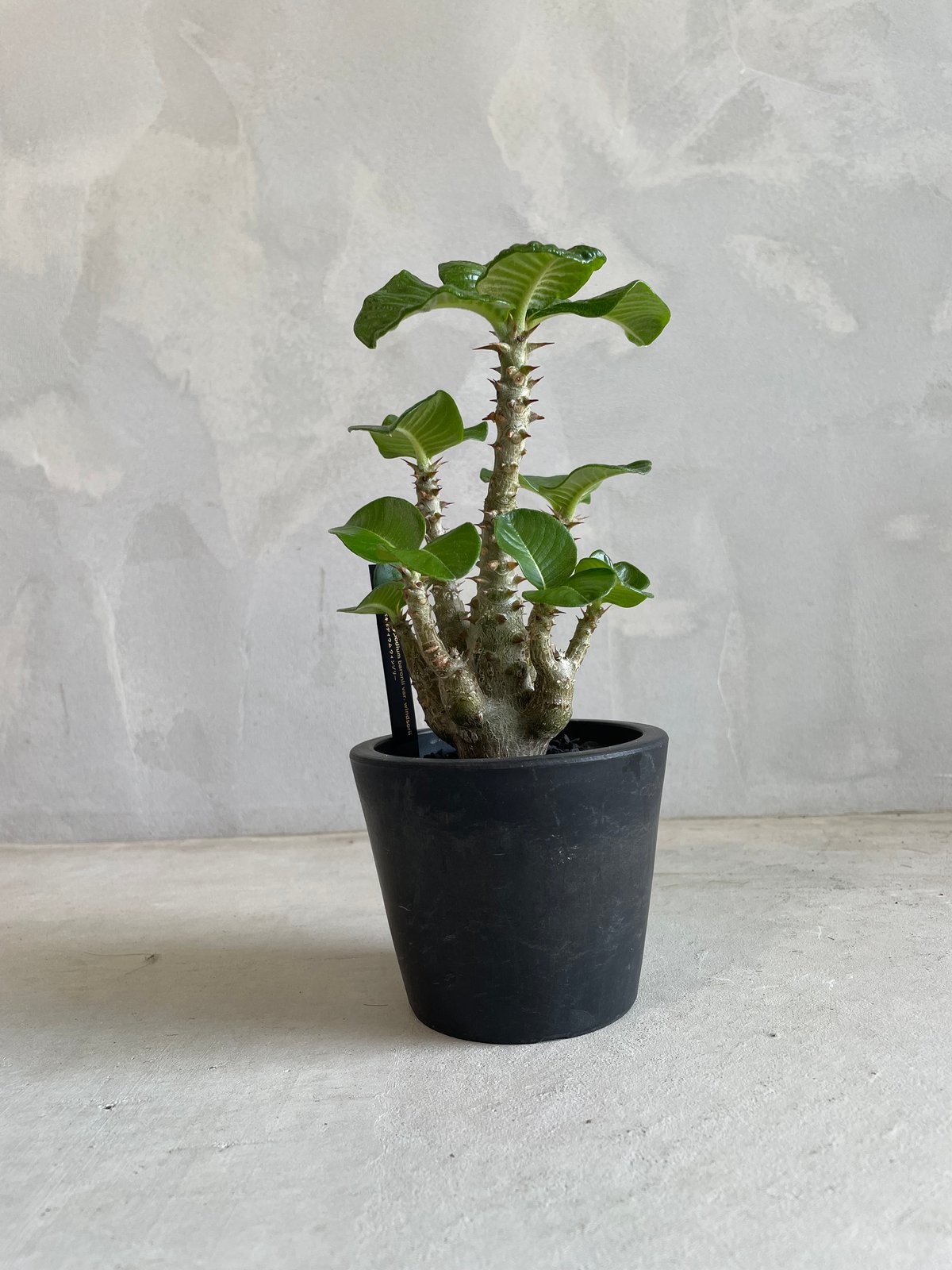 パキポディウム・ウィンゾリー タイ実生 パキポディウム ウィンゾリー(タイ実生苗) | ソレトナ植物店