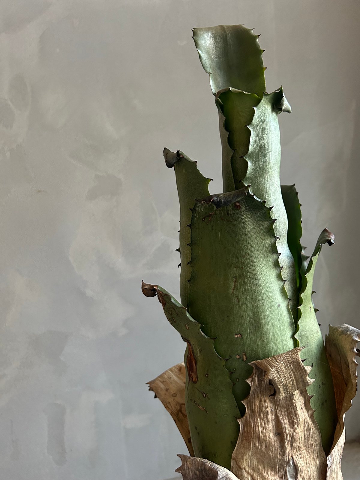 ホヘンベルギア サンドラズマウンテン | ソレトナ植物店