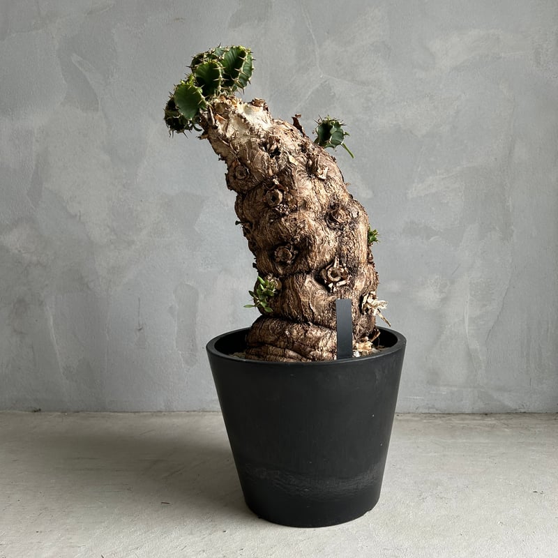 ユーフォルビア ムランジーナ (発根済み) | ソレトナ植物店