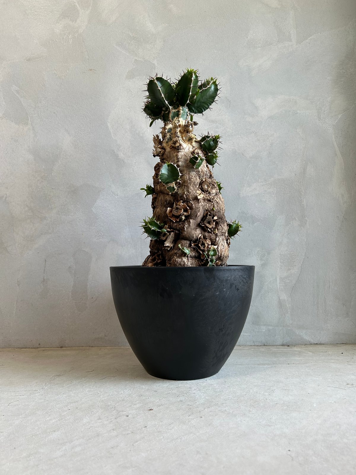 ユーフォルビア ムランジーナ (発根済み) | ソレトナ植物店