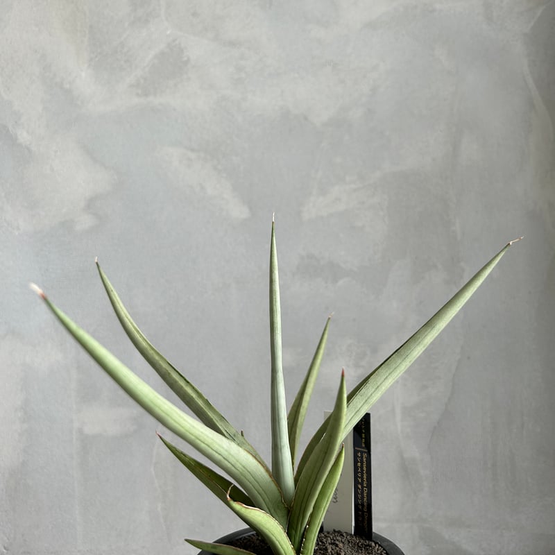 サンセベリア　ダンシングドラゴン　大株　希少　送料無料 サンセベリア ダンシング ドラゴン | ソレトナ植物店