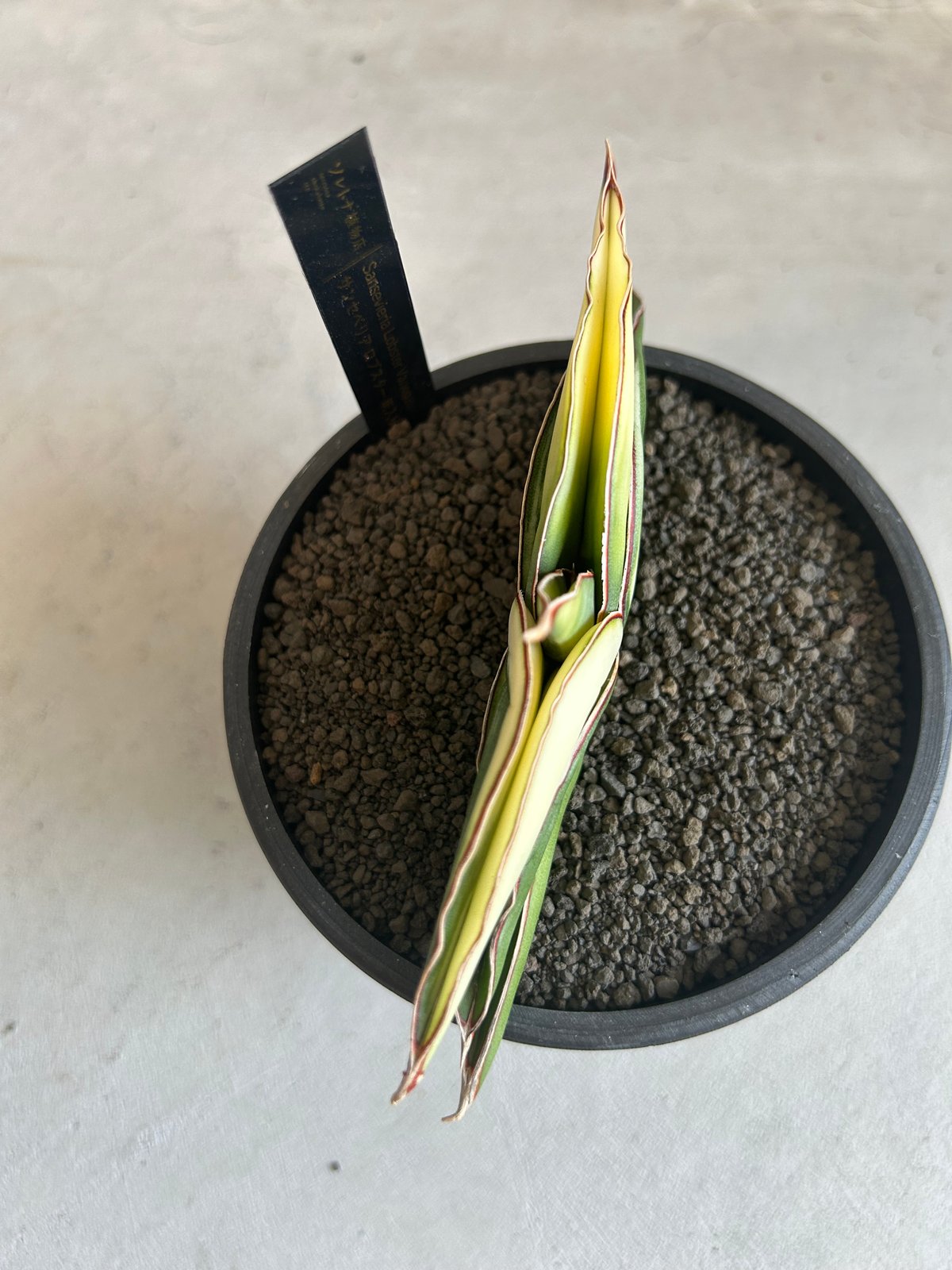 サンセベリア ロブスター 斑入り | ソレトナ植物店