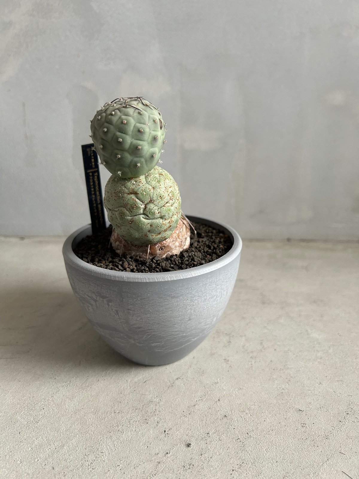 テフロカクタス ゲオメトリクス | ソレトナ植物店