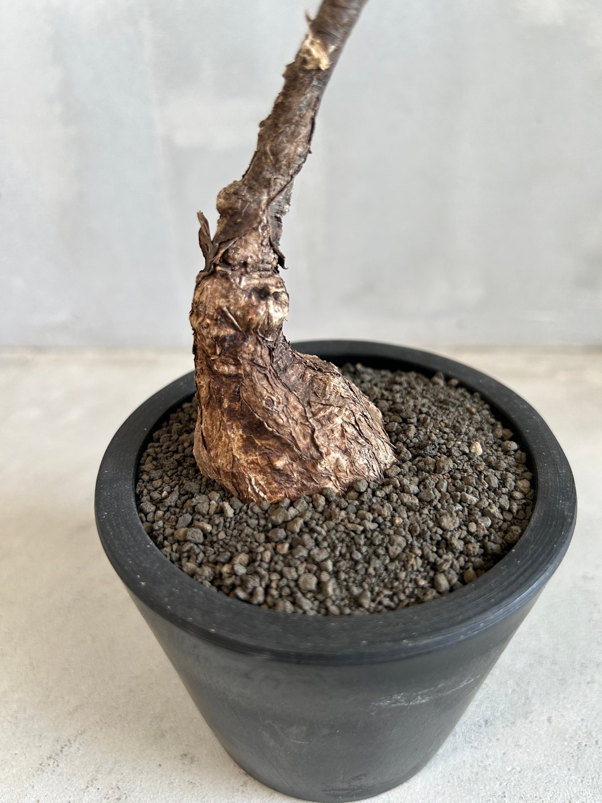 極美/塊根植物/益子焼】フィルミアナ コロラータ 鉢植え 極美/塊根植物