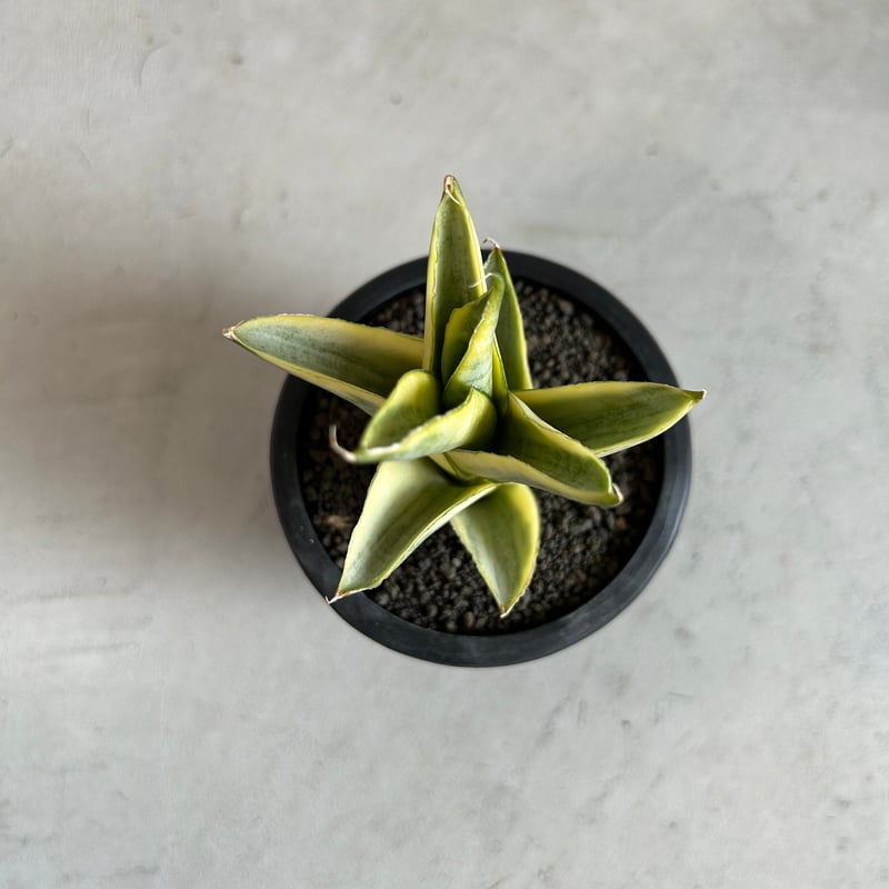 サンセベリア パゴダ 斑入り | ソレトナ植物店