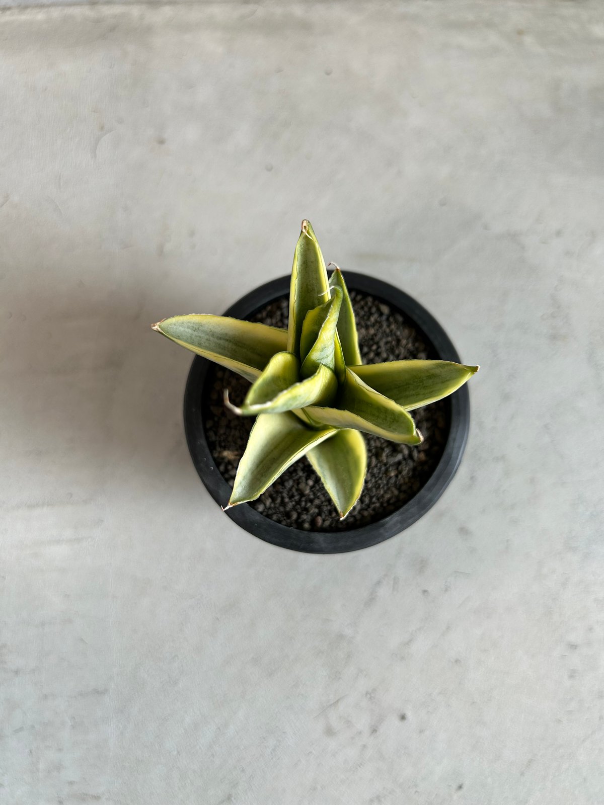 サンセベリア パゴダ 斑入り | ソレトナ植物店