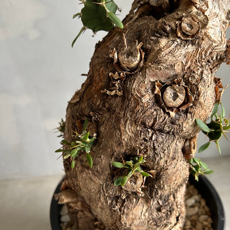 ユーフォルビア ムランジーナ (発根済み) | ソレトナ植物店