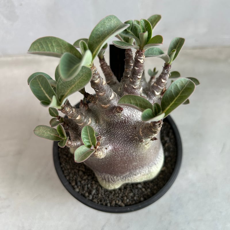 アデニウム アラビカム スーパードワーフ ブラック | ソレトナ植物店