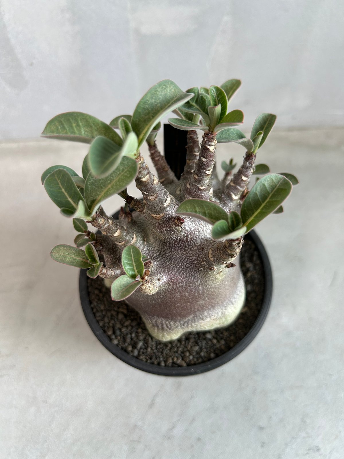 アデニウム アラビカム スーパードワーフ ブラック | ソレトナ植物店