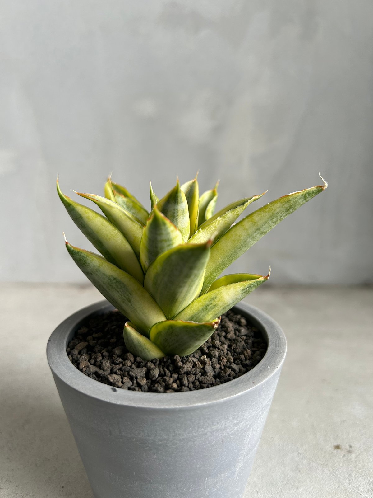 サンセベリア パゴダ 斑入り | ソレトナ植物店