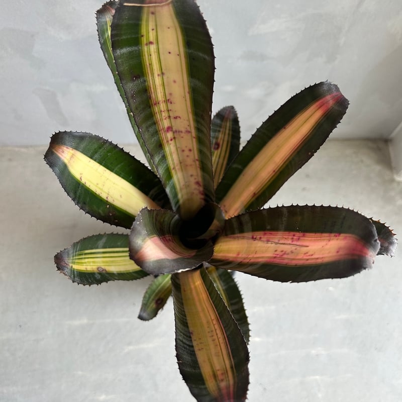 エクメア ロベルト メネスカル | ソレトナ植物店