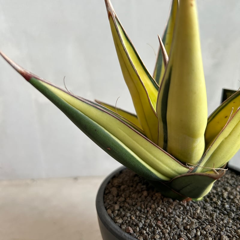 サンセベリア ピングイキュラ 斑入り | ソレトナ植物店