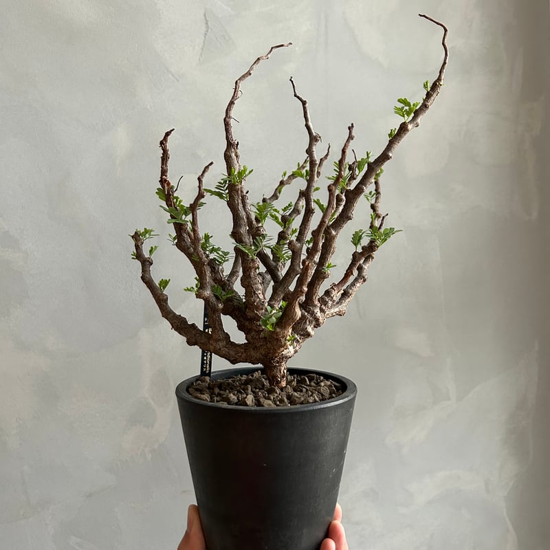 センナ メリディオナリス(実生) | ソレトナ植物店